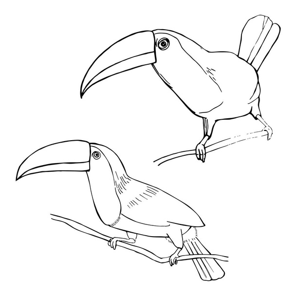 Toucan dessiné à la main. Illustration de croquis vectoriels
. - Vecteur, image
