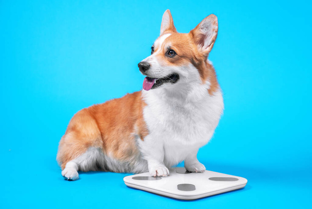 Adorable welsh corgi pembroke or cardigan sits and measures weight on electronic floor scale, front view. Dog is on diet, keeps track of nutrition and prepares figure for summer beach season. - Foto, afbeelding