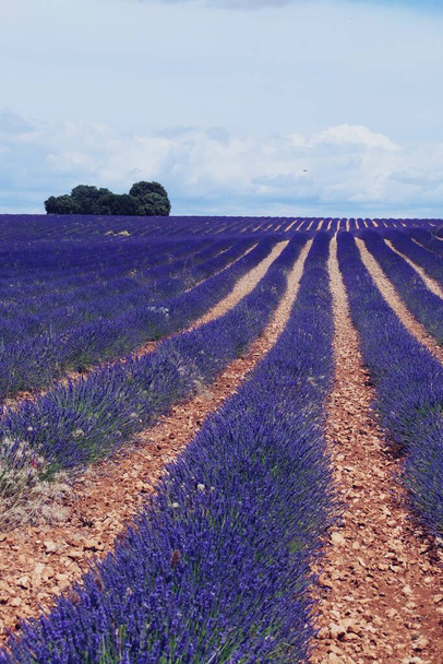 Lavender fields in bloom in Brihuega, Guadalaja, Spain. Landscape of endless rows of this aromatic medicinal plant in bloom on the hot days of July. - Photo, Image