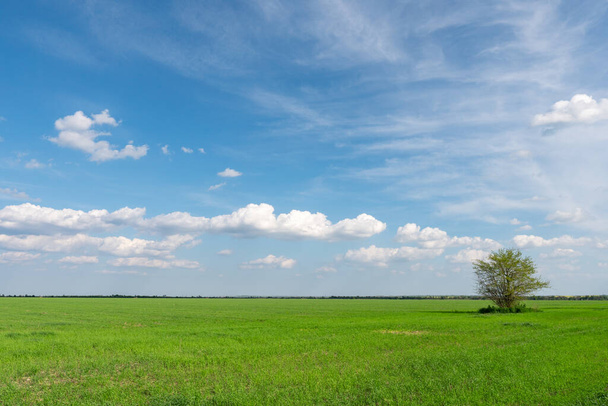 Veld van groen vers gras onder blauwe bewolkte hemel. Landbouwlandschap - Foto, afbeelding