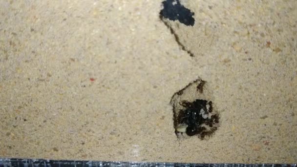 Ameisenhaufen in Gefangenschaft. Nahaufnahme der Königin steht im Zentrum der tiefsten Nische und legt ihre Eier ab - Filmmaterial, Video