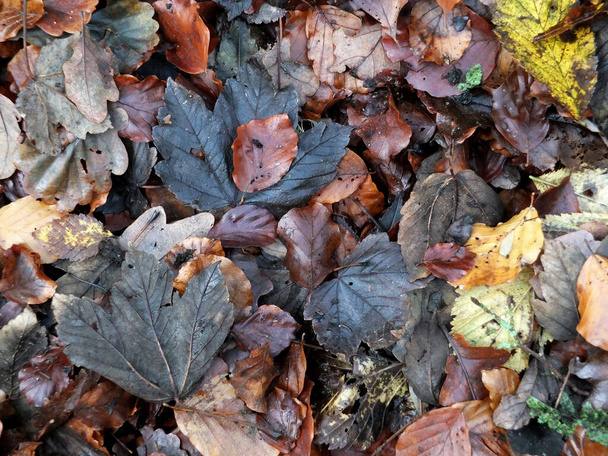 ανάμεικτα πεσμένα υγρά φθινοπωρινά φύλλα σε διάφορα χρώματα σε ένα ξύλινο πάτωμα - Φωτογραφία, εικόνα