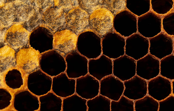 Méhsejt textúra Édes nektár, melyet még nem vontak ki a méhsejtszerkezetből. Méhsejt háttér sötét arany színekben. Méhsejt fotózás. Dekoratív háttér. - Fotó, kép