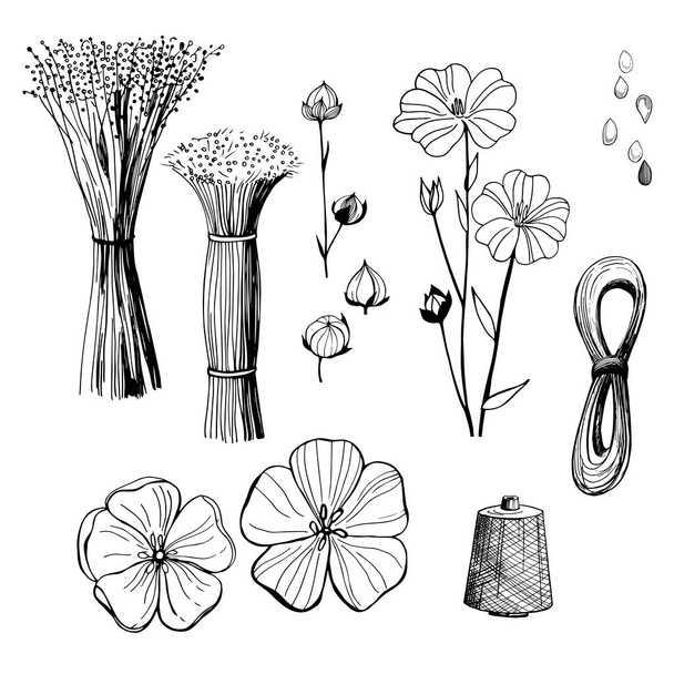 Рука намальована квітами. Лляні квіти рослин. Чорно-біла лінія ілюстрація квітів льону
. - Вектор, зображення