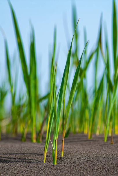 Young reeds germinate in weathered soils. Spring season. Ukraine. - Fotografie, Obrázek