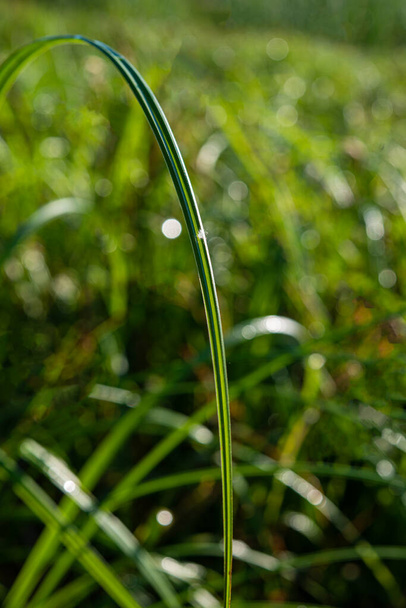 La hierba verde en el prado está cubierta con gotas de rocío matutino. Temporada de primavera. Ucrania. Europa
. - Foto, imagen