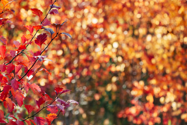 Vivid red leaves of hawthorn on autumn bokeh background. Beautiful shrub of crataegus on fall hedge texture in sunrise. Rich flora in sunset. Colorful foliage in golden hour. Scenic natural backdrop. - Photo, Image