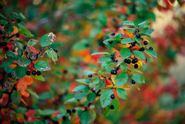 Berry on cotoneaster branch on fall bokeh background. Bearberry shrub with autumn leaves close-up. Fall multicolor leaves of green red yellow orange colors. Autumn backdrop with colorful rich flora. - Photo, Image