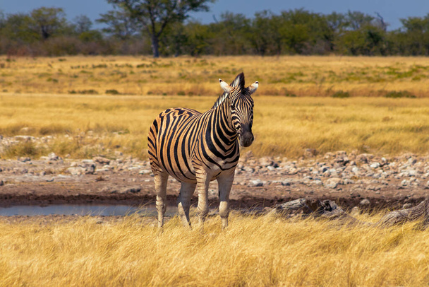 Dzikie afrykańskie zwierzęta. Afrykańska Góra Zebra stojąca na łąkach. Park Narodowy Etosha. Namibia - Zdjęcie, obraz