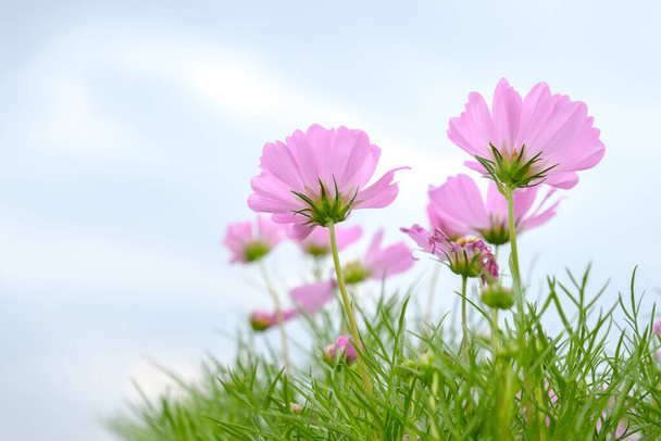 Flores cor de rosa na vista inferior no campo no céu azul com espaço de cópia
. - Foto, Imagem