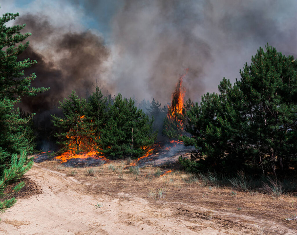 Metsäpalo. Palaneita puita metsäpalojen jälkeen ja paljon savua
 - Valokuva, kuva