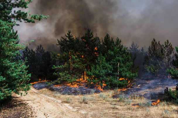 Forest fire. Burned trees after forest fires and lots of smoke - Photo, Image