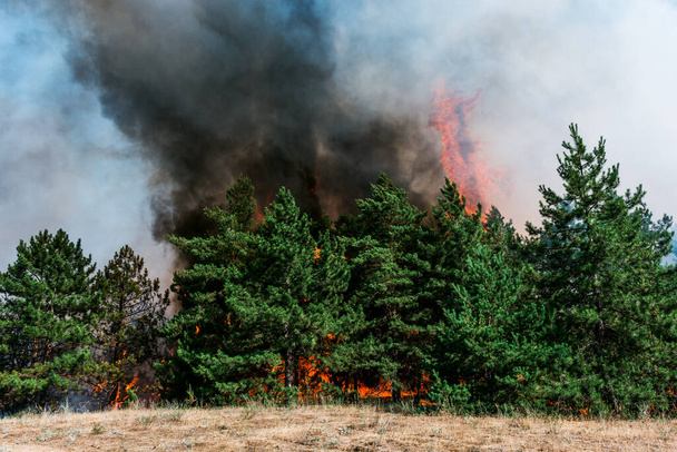 Pożar lasu. Spalonych drzew po pożarach lasów i dużo dymu - Zdjęcie, obraz