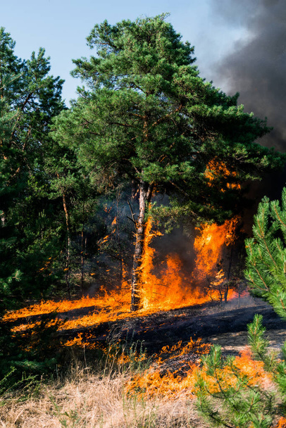 Лісова пожежа. Спалені дерева після лісових пожеж і багато диму
 - Фото, зображення