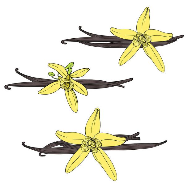 Hand drawn vanilla. The pods and flowers. Vector sketch  illustration. - Vector, Image