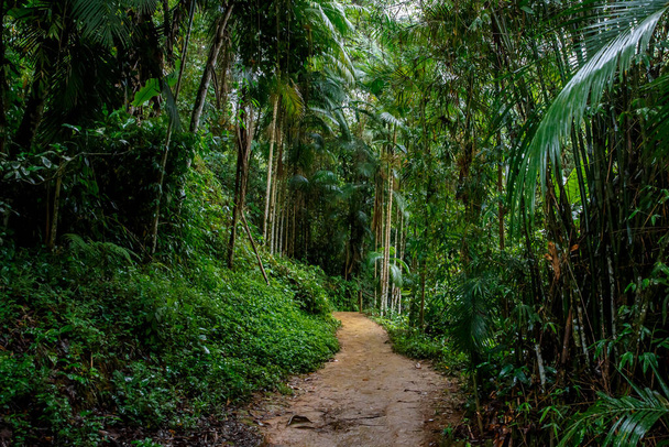 Sandy Road in the Jungle. - Photo, Image