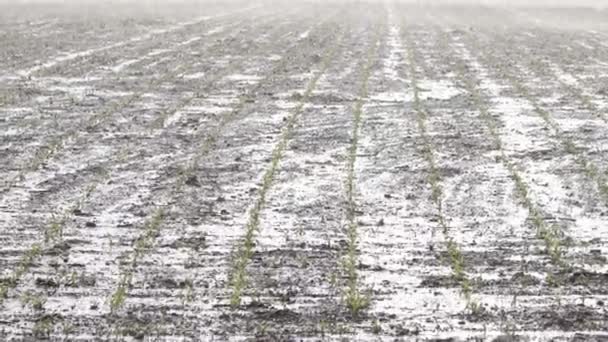 Starkregen überflutet Maisfelder - Filmmaterial, Video