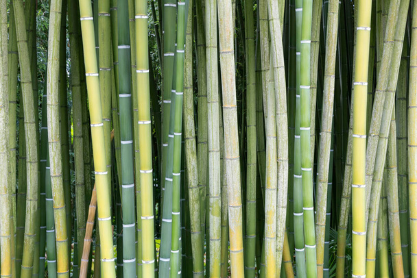 Bambù fresco verde e marrone
 - Foto, immagini