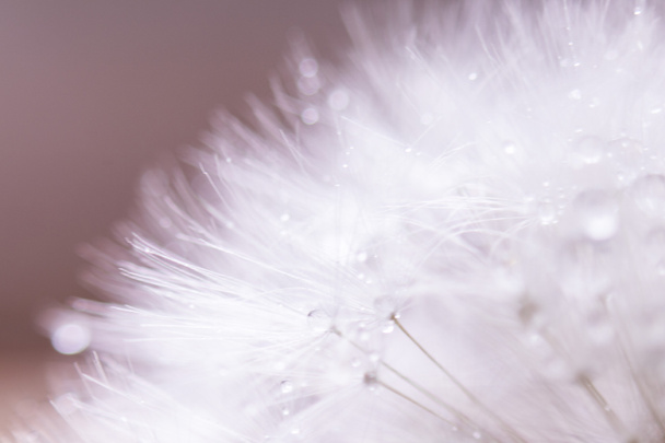 Abstract macro photo, White dandelion with drops of water - Photo, Image