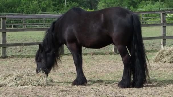 Ein schwarzes Pony frisst Heu von einem Haufen auf dem Boden. - Filmmaterial, Video