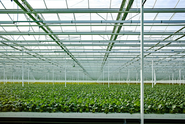 Rolnictwo w Holandii, ogromna szklarnia z rzędami rosnącej kapusty chińskiej Bok choy, pak choi lub pok choi na hyproponic - Zdjęcie, obraz