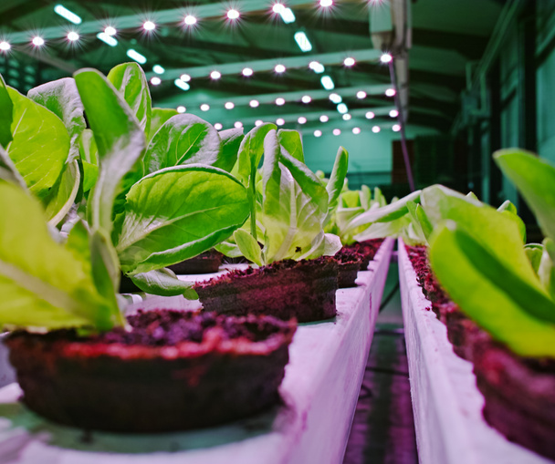Vihreän salaatin kasvuvaiheet, vihreän kirnupiimän ja tammen biosalaatin viljely käyttää hydroponiikkameodia - Valokuva, kuva