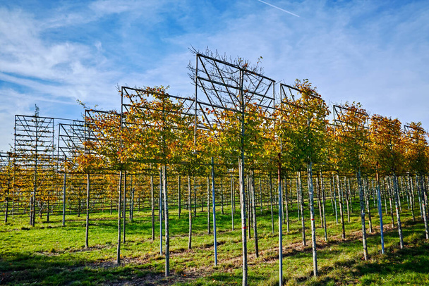 Árvores de amieiro decorativas espaliered grandes que crescem na plantação do berçário em Países Baixos
 - Foto, Imagem