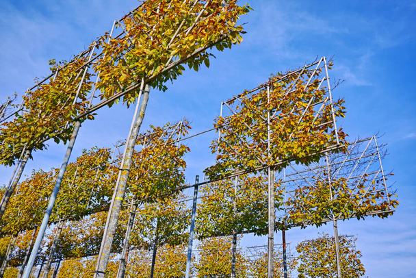 Árvores de amieiro decorativas espaliered grandes que crescem na plantação do berçário em Países Baixos
 - Foto, Imagem