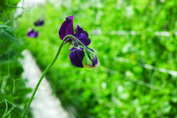 Miscela Cuthbertson, tipo Spenser piselli dolci fiori recisi colorati coltivati come fiore decorativo o ornamentale, che crescono in serra
 - Foto, immagini