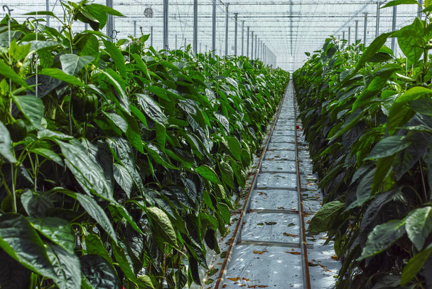 Big ripe sweet green bell peppers, paprika, growing in glass greenhouse, bio farming in the Netherlands - Photo, Image
