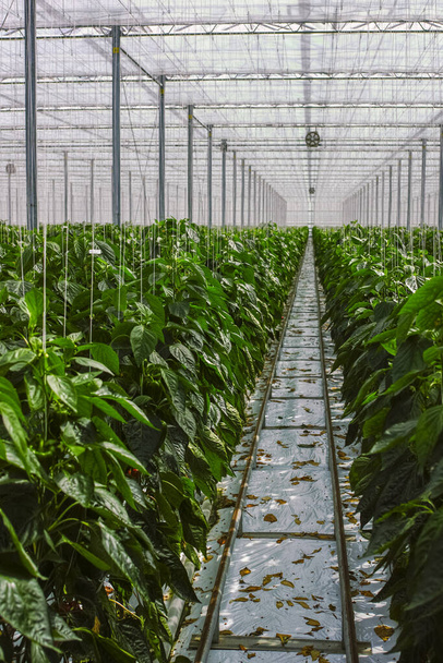 Isot kypsät paprikat, paprika, kasvihuoneessa kasvava paprika, biotalous Alankomaissa - Valokuva, kuva