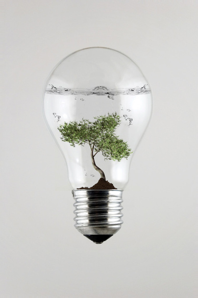 Tree inside the Light Bulb - Photo, Image