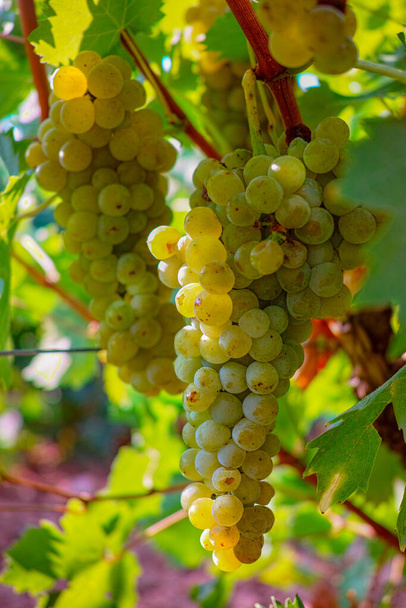 Vins blancs mûrs sur vignoble en France, raisins musqués mûrs blancs nouvelle récolte close up
 - Photo, image