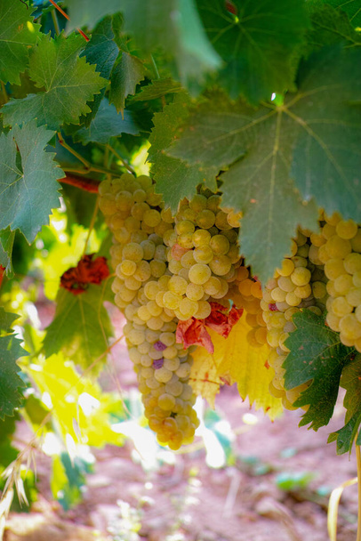 Kypsät valkoviinirypäleet viinitilalla Ranskassa, valkoinen kypsä muscat rypäleen uusi sato lähellä - Valokuva, kuva