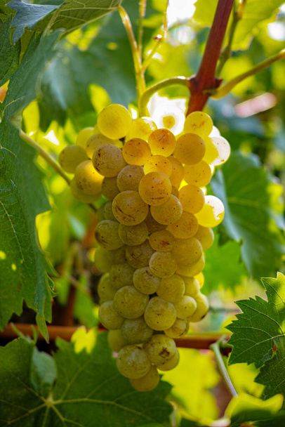 Ripe white wine grapes plants on vineyard in France, white ripe muscat grape new harvest close up - Photo, Image