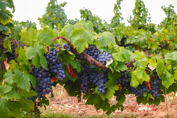 Fábrica de uvas de vinho tinto e rosa francês, primeira nova colheita de uvas de vinho maduras em França, domínio Costieres de Nimes AOP ou vinhedo chateau close-up
 - Foto, Imagem