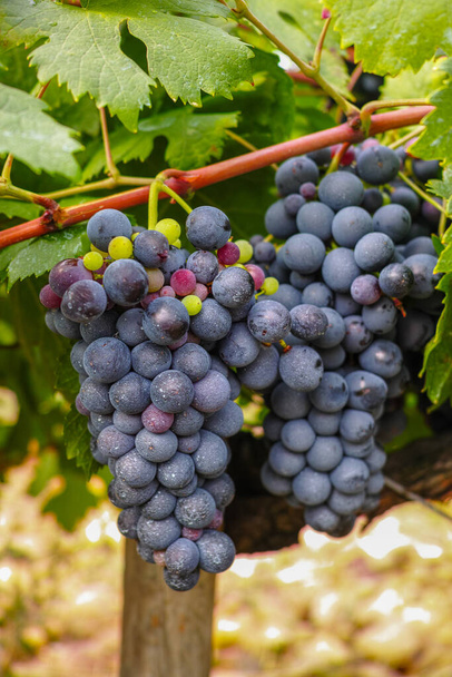 Franse rode en rose wijndruiven plant, eerste nieuwe oogst van rijpe wijndruiven in Frankrijk, Costieres de Nimes AOP domein of chateau wijngaard close-up - Foto, afbeelding