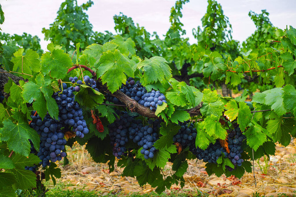French red and rose wine grapes plant, first new harvest of ripe wine grape in France, Costieres de Nimes AOP domain or chateau vineyard close up - Photo, Image