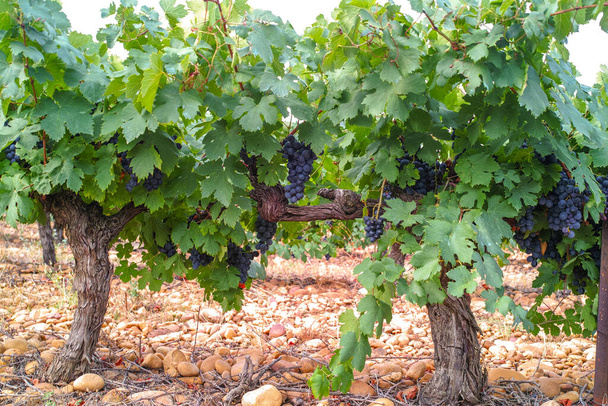 Французский красный и розовый виноград завод винограда, первый новый урожай спелых вин винограда во Франции, Costieres де Nimes AOP домен или замок виноградник крупным планом
 - Фото, изображение