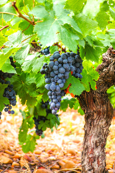 Francuskie czerwone i różowe winogrona, pierwsze nowe zbiory dojrzałych winogron we Francji, Costieres de Nimes AOP domeny lub winnicy Chateau zbliżenie - Zdjęcie, obraz