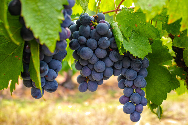 Французький червоний і трояндовий виноградний завод, перший новий урожай зрілого винограду у Франції, Costieres de Nimes AOP домен або шато виноградник закритий. - Фото, зображення