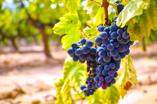 Francia vörös és rózsa szőlő növény, növekvő okker ásványi talaj, új szüret a borszőlő Franciaországban, Vaucluse Luberon AOP domain vagy kastély szőlőültetvény közeli - Fotó, kép