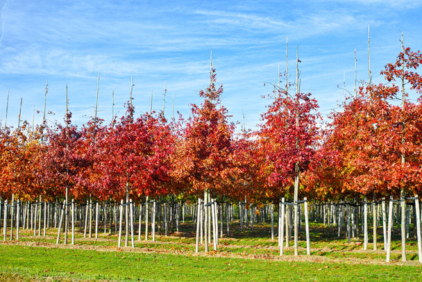 Puutarha- ja puistotaimitarhat ovat erikoistuneet keskikokoisiin tai erittäin suuriin puihin, valkoisten amerikkalaisten tammien viljelyyn Alankomaissa - Valokuva, kuva
