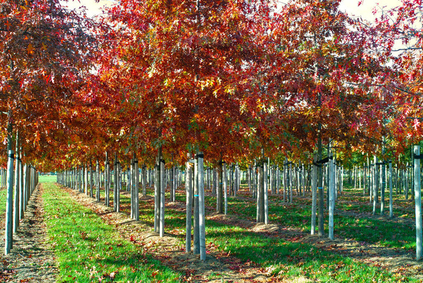 pépinières de jardin et de parc spécialisé dans les arbres de taille moyenne à très grande, plantation de chênes blancs américains aux Pays-Bas
 - Photo, image