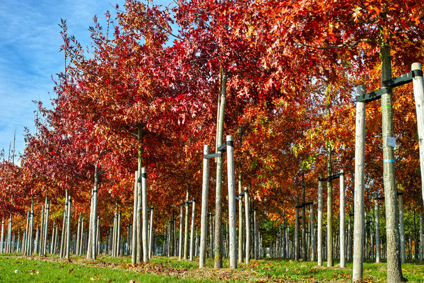 Сад і розплідники парку спеціалізуються на середніх і дуже великих деревах, на плантації білих американських дубів у Нідерландах. - Фото, зображення