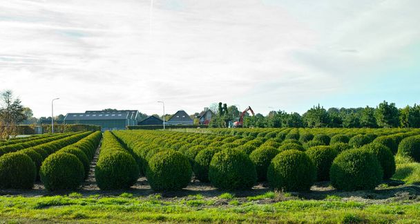 オランダの常緑低木やボックスの木の保育園、ヨーロッパでのボックスの木の蛾の侵入中に行の健全な大きな丸い箱の木のボールのプランテーション - 写真・画像