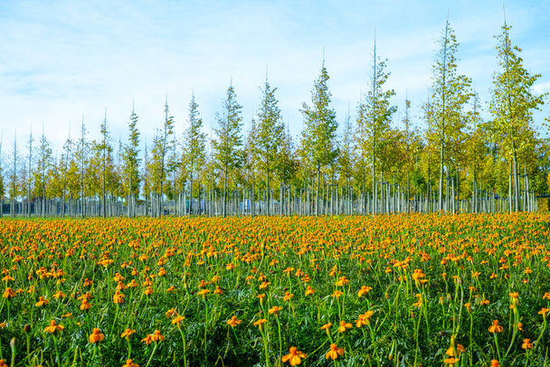 Plantation d'arbres en pépinière aux Pays-Bas, spécialisée dans les arbres de taille moyenne à très grande et le parterre de fleurs colorées avec des fleurs de tagetes en automne
 - Photo, image
