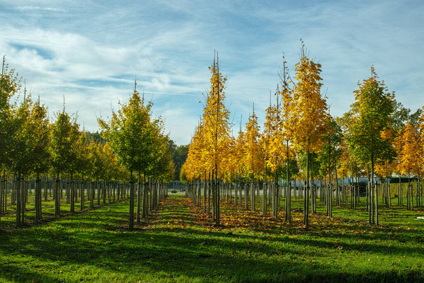 Jardin privé, pépinière de parcs aux Pays-Bas, spécialisé dans les arbres de taille moyenne à très grande, plantation d'aulnes gris en rangs
 - Photo, image