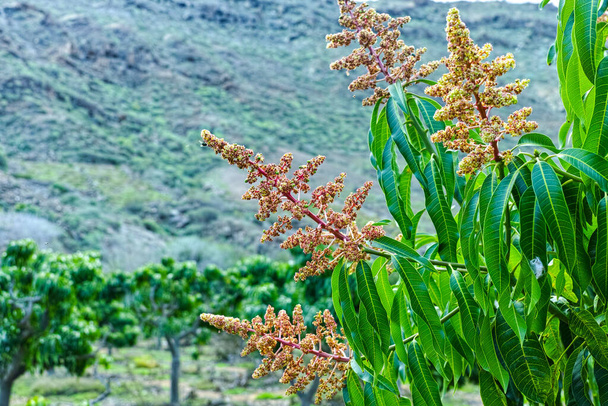 Сезонный цветок тропического манго растет в саду на острове Гран-Канария, Испания, выращивание фруктов манго на плантации. Закрыть
. - Фото, изображение