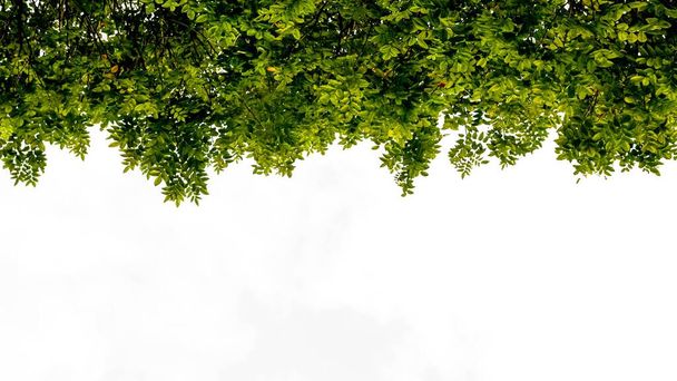 mooie groene boomtak geïsoleerd op witte achtergrond - Foto, afbeelding